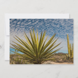 Tarjeta De Agradecimiento Yucca en el desierto, México