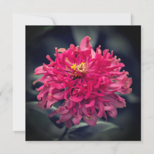 Tarjeta De Agradecimiento Zinnia Desgreñada Gracias