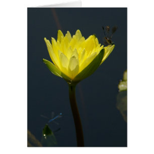 Tarjeta de agua amarilla de Lotus