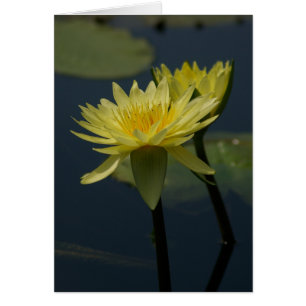 Tarjeta de agua amarilla de Lotus