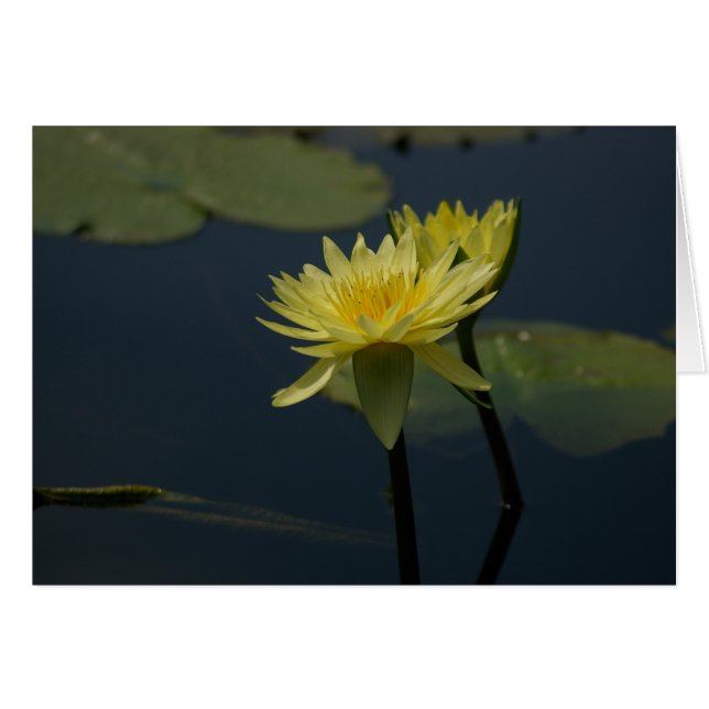 Tarjeta de agua amarilla de Lotus (Anverso (Horizontal))