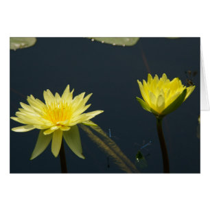 Tarjeta de agua amarilla de Lotus