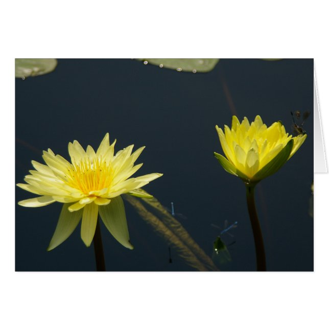 Tarjeta de agua amarilla de Lotus (Anverso (Horizontal))