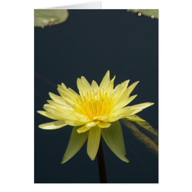 Tarjeta de agua amarilla de Lotus (Frente)