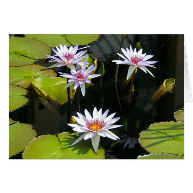 Tarjeta de agua de Lotus blanco (Anverso (Horizontal))