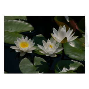 Tarjeta de agua de Lotus blanco