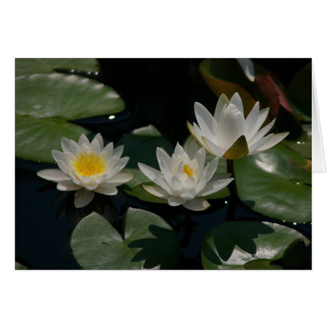 Tarjeta de agua de Lotus blanco (Anverso (Horizontal))