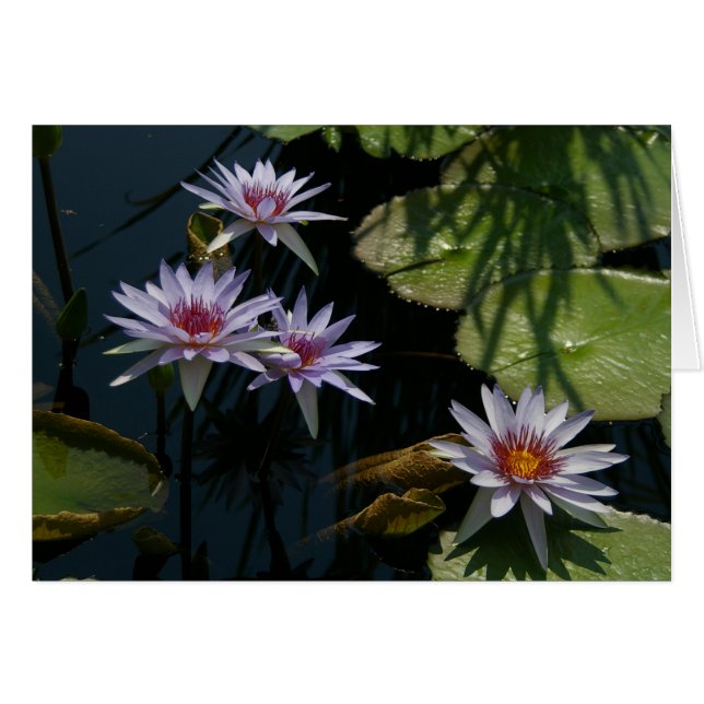 Tarjeta de agua de Lotus blanco (Anverso (Horizontal))