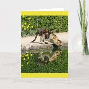 Tarjeta de agua potable Calico Cat