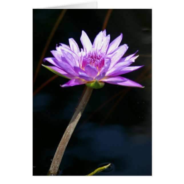 Tarjeta de agua Purple Lotus (Frente)