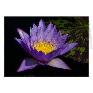 Tarjeta de agua Purple Lotus