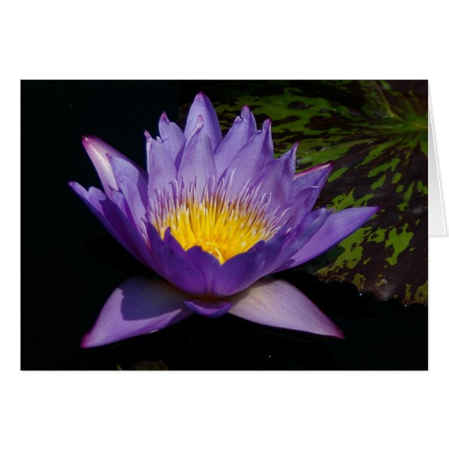 Tarjeta de agua Purple Lotus (Anverso (Horizontal))