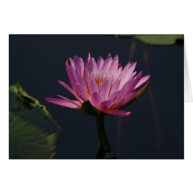 Tarjeta de agua Purple Lotus (Anverso (Horizontal))