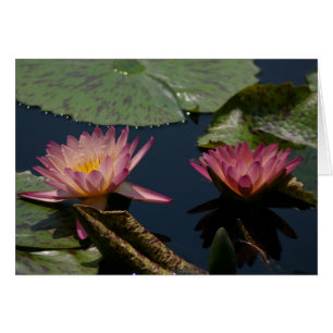 Tarjeta de agua Purple Lotus