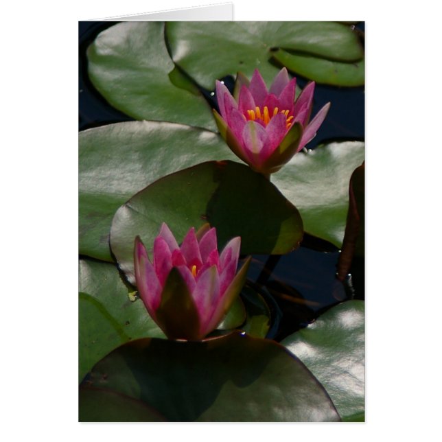 Tarjeta de agua Purple Lotus (Frente)