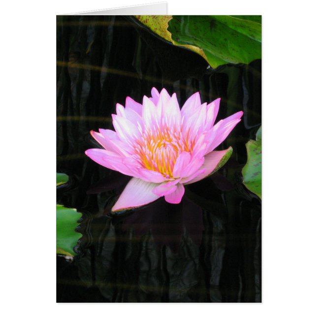 Tarjeta de agua rosa Lotus (Frente)