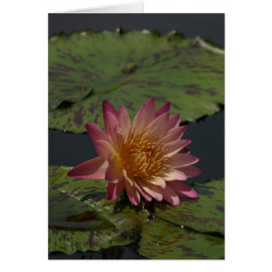 Tarjeta de agua rosa Lotus