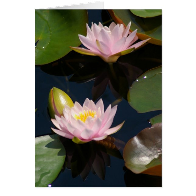 Tarjeta de agua rosa Lotus (Frente)