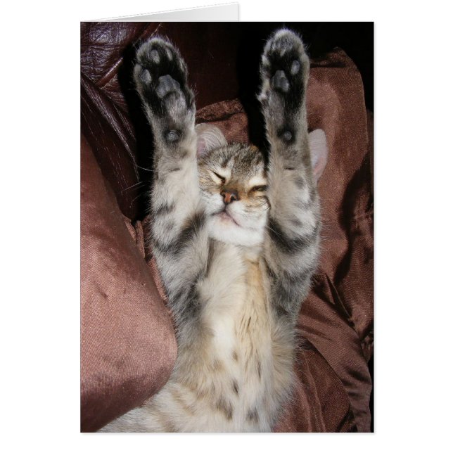 Tarjeta de alimentación Kitten (Frente)