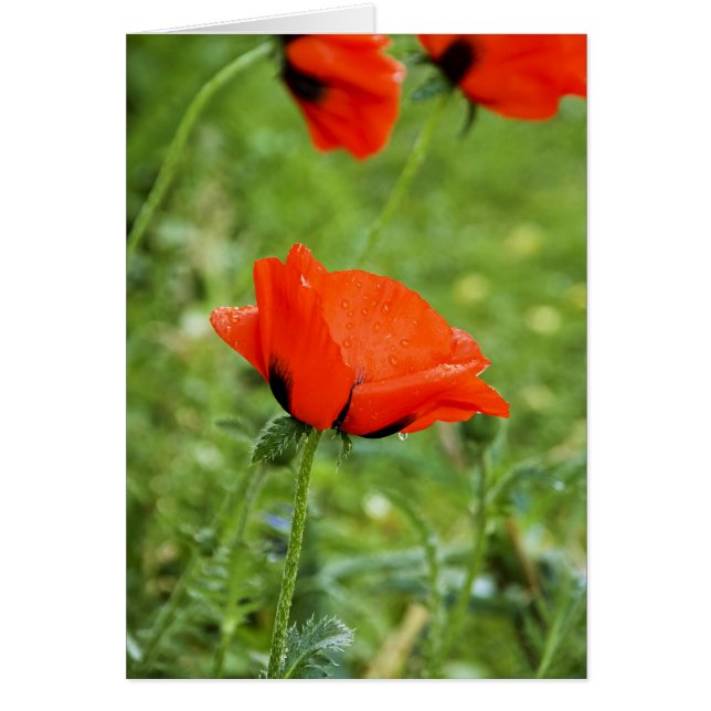 Tarjeta de Amapola (Frente)