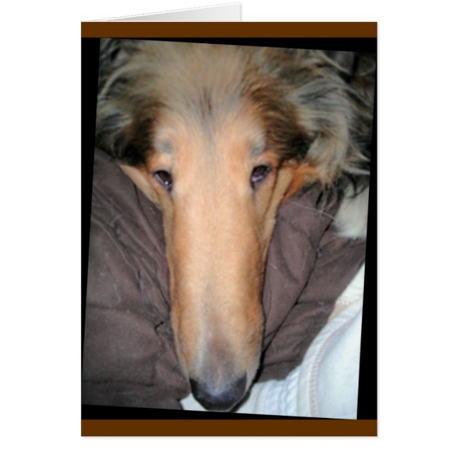 Tarjeta de amor Collie "Nose" (Frente)