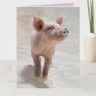 TARJETA DE AMOR DE CERDO