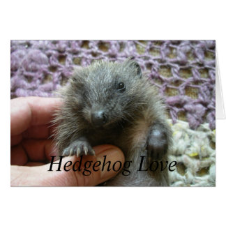 Tarjeta de amor Hedgehog