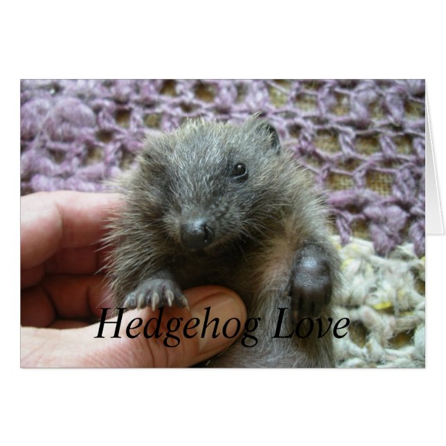Tarjeta de amor Hedgehog (Anverso (Horizontal))