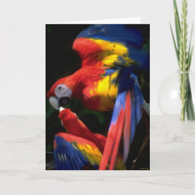 Tarjeta de amor para loros (Anverso)