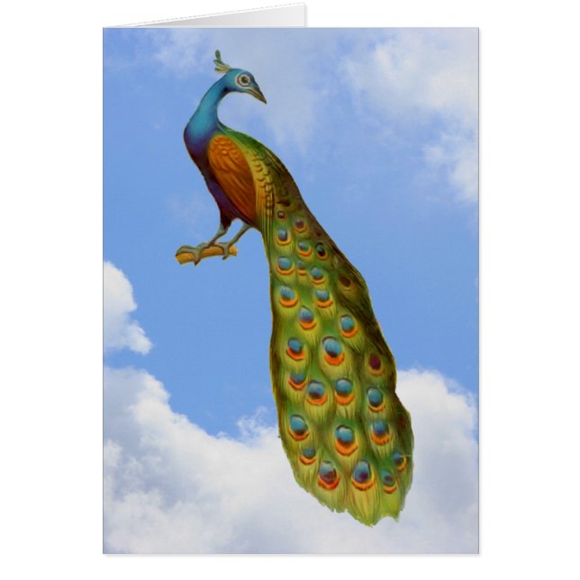 Tarjeta de animales Peacock Blue Sky Clouds (Frente)