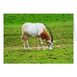 Tarjeta de animales Scimitar Oryx