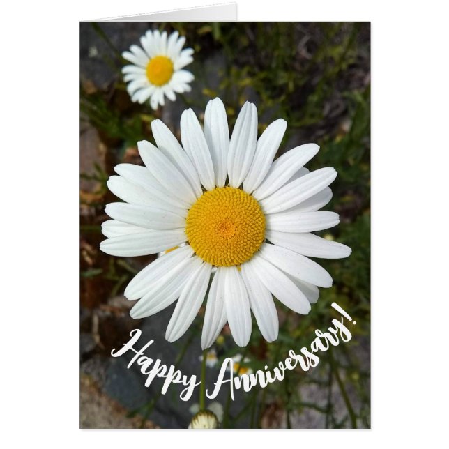 Tarjeta de aniversario de flor de margarita blanca (Frente)
