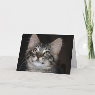 Tarjeta de aniversario de la inocencia de Kitten