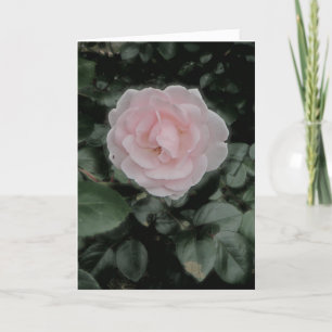 Tarjeta de aniversario de rosa simple