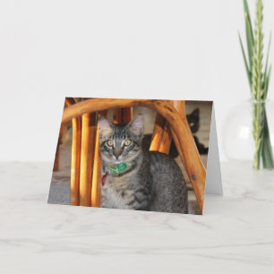 Tarjeta de Aniversario del Gato Adorable Caspio