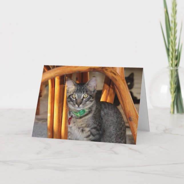 Tarjeta de Aniversario del Gato Adorable Caspio (Anverso)