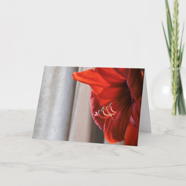 Tarjeta de Año Nuevo del León Rojo Amaryllis (Anverso)