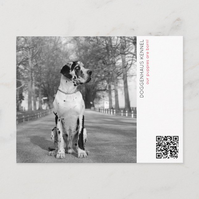 Tarjeta de anuncio de cachorros (Anverso)
