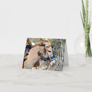 Tarjeta de apunte en blanco de Donkey Baie d'Naran