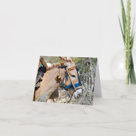 Tarjeta de apunte en blanco de Donkey Baie d'Naran