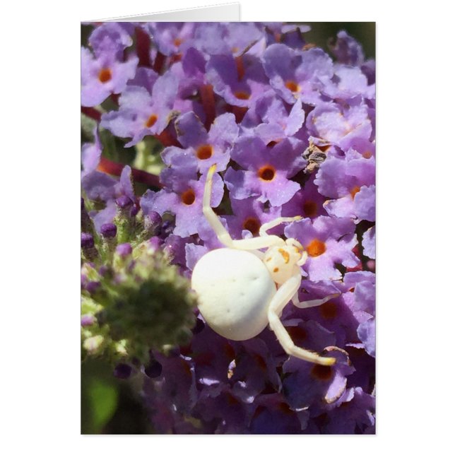 Tarjeta de araña blanca sonriente (Frente)