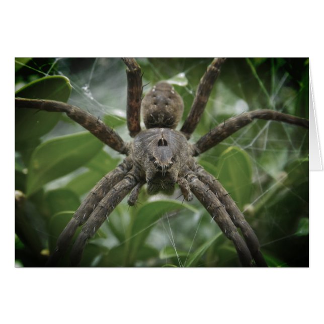 Tarjeta de araña de Halloween (Anverso (Horizontal))