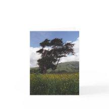 Tarjeta de árbol Big Sur