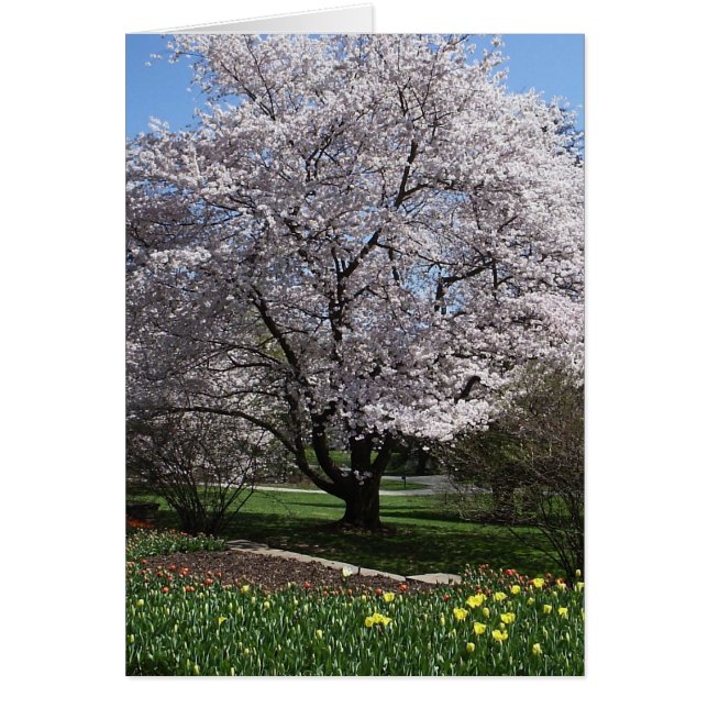 Tarjeta de árbol de cerezo (Frente)