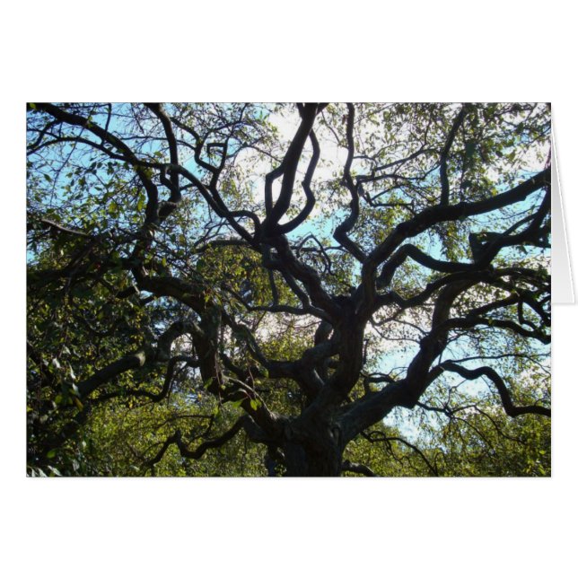 Tarjeta de árbol de vida (Anverso (Horizontal))