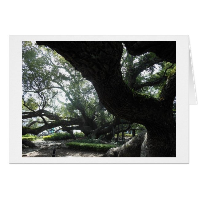 Tarjeta de árbol divino (Anverso (Horizontal))