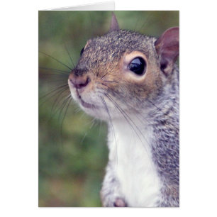 Tarjeta de ardilla gris