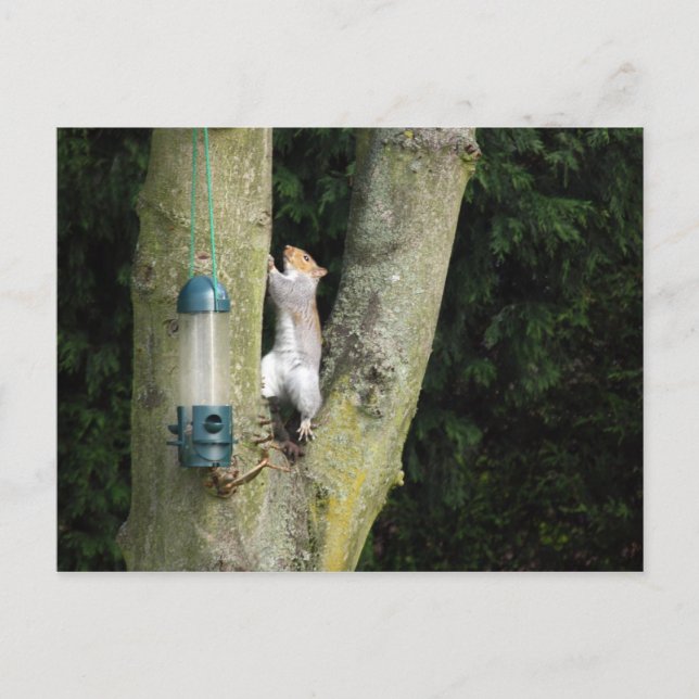 Tarjeta de ardilla gris (Anverso)