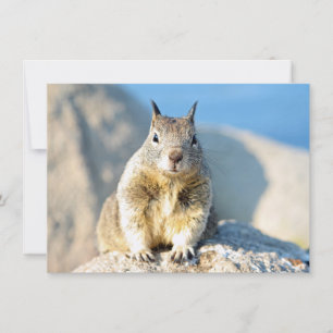 Tarjeta de ardilla gris, Bahía de Monterey, Califo