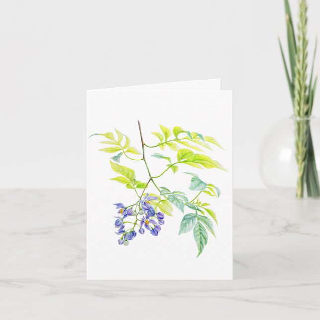 Tarjeta de arte botánico Solanum Potato Creeper (Anverso)